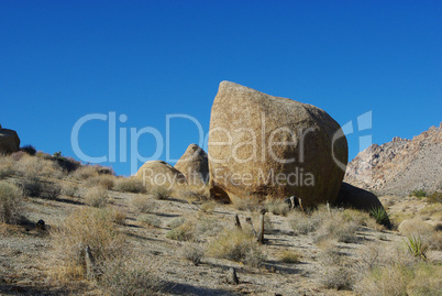 Bizarre rocks and plants on the way to Christmas Tree Pass, Nevada