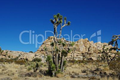 Unique desert plants and rocks in Joshua Tree National Park, California