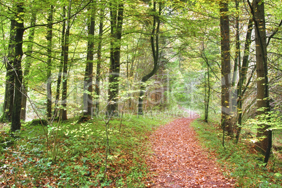 autumn forest