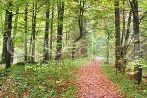 autumn forest