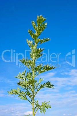 Sagebrush plant against blue sky