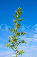 Sagebrush plant against blue sky