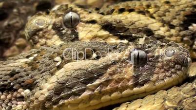 Puffottern (Bitis arietans).