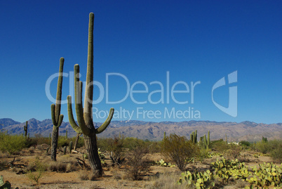Saguaros, cactus and blue sky, Arizona