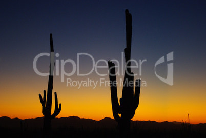 Saguaro sunset near Tucson, Arizona