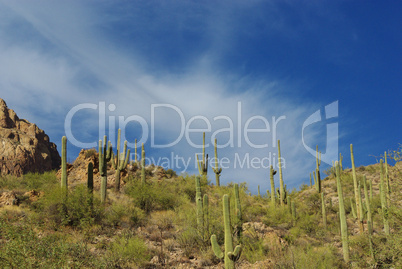 Saguaros, rocks and beautiful blue and cloudy sky, Arizona