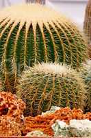Beautiful cactus