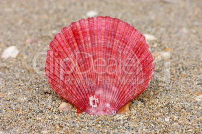 Seashell