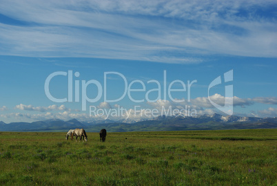 Wild horses in Montana