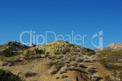 Colours of plants and rocks under blue sky, Nevada