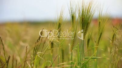 Grünes Getreide bewegt sich im Wind