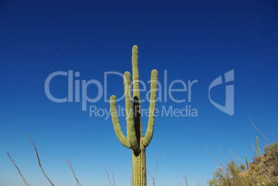 Saguaro and blue sky, Arizona
