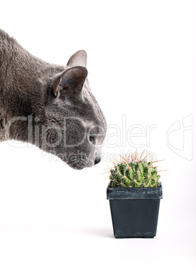Neugierige Katze inspiziert Kaktus