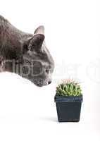 Neugierige Katze inspiziert Kaktus