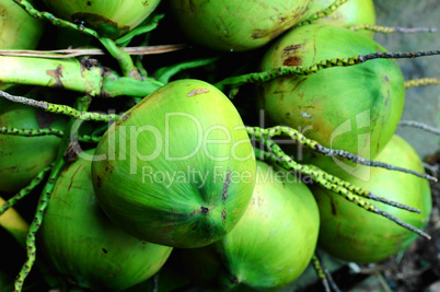 Fresh coconut fruits