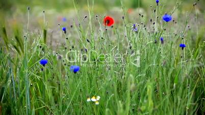 Klatschmohn und Kornblumen auf der Frühlingswiese