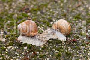 Two snails on mossy rocks in the forest