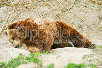 Brown bear cub in bear park of Bern, Switzerland