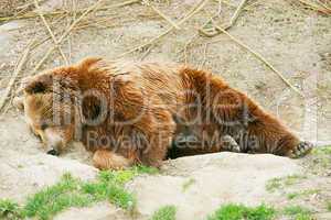 Brown bear cub in bear park of Bern, Switzerland