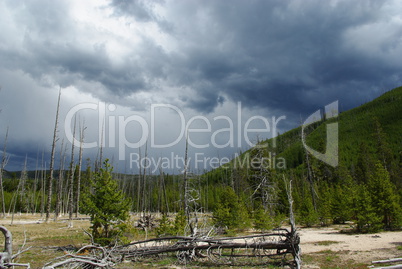 Dry trees, sun and dark clouds, Yellowstone National Park, Wyoming