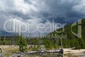 Dry trees, sun and dark clouds, Yellowstone National Park, Wyoming