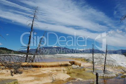 Dry trees and beautiful Mammoth Terraces with Rocky Mountains, Wyoming