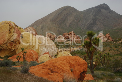 Colours of rocks and joshua under grey skies near Mesquite, Nevada