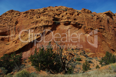 Dry tree with green plants and red rock wall under blue sky, Grand Stair Escalante National Monument, Utah