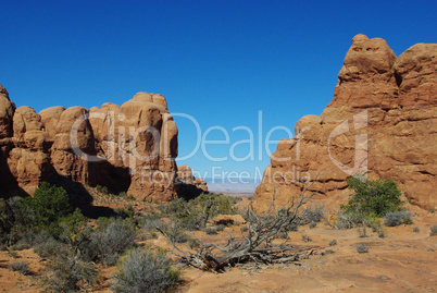Dry tree in small canyon with high desert view, Arches National Park, Utah