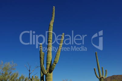 Inclined saguaros, Saguaro National Park, Arizona