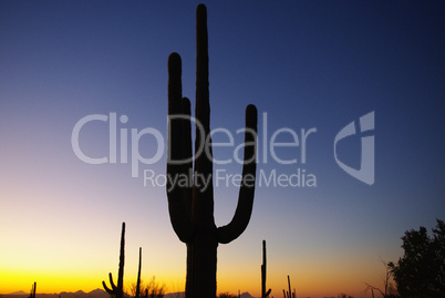Arizona saguaros at sunset