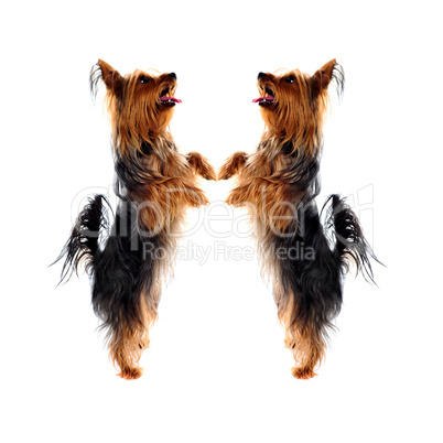 Two loving Yorkshire Terrier pets