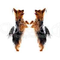 Two loving Yorkshire Terrier pets