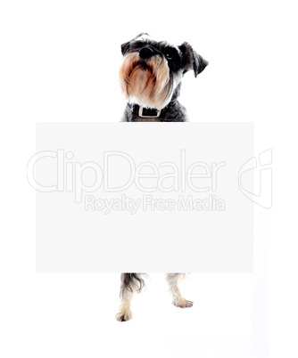 Schnauzer dog holding blank banner ad