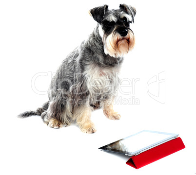 Miniature schnauzer sits on white background