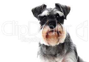 Small black and white miniature schnauzer dog