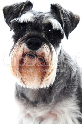 Black Schnauzer dog