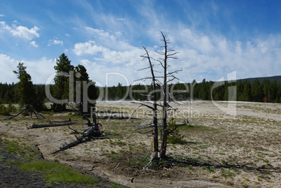 Dry “double tree” on thermal grounds, Yellowstone National Park, Wyoming