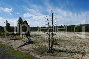 Dry “double tree” on thermal grounds, Yellowstone National Park, Wyoming