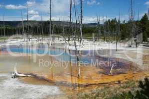 Multicoloured thermal ponds and dry forest, Yellowstone National Park