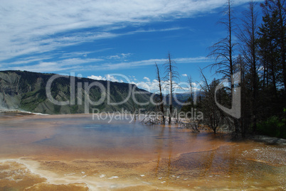 Dry trees in beautiful exposed hot pool, Mammoth Terraces, Yellowstone National Park, Wyoming