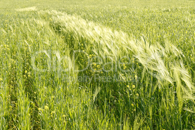 Cereals and other plants in the field