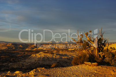 Dry tree, canyons and mountains in the early morning, Utah