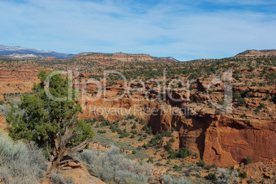 Green tree, red canyon, snowy mountains, white and blue sky, Utah