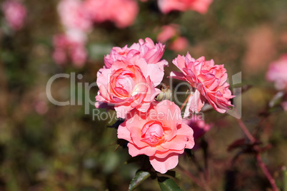 background of beautiful roses in the garden