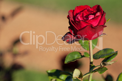 background of beautiful roses in the garden