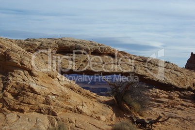 Dry tree and Mesa Arch, Canyonlands National Park, Utah