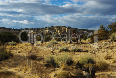 Sand, dry wood, rocks and beautiful evening sky, Utah