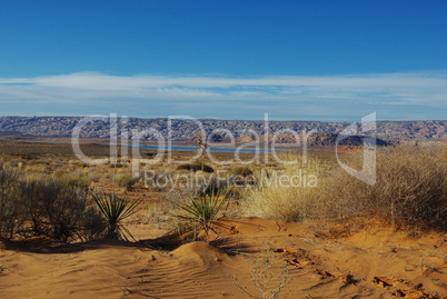 Desert, yucca, sand, mountains and blue Lake Powell, Utah