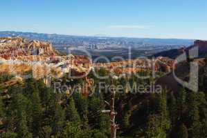 Dry tree over Bryce Canyon, Utah